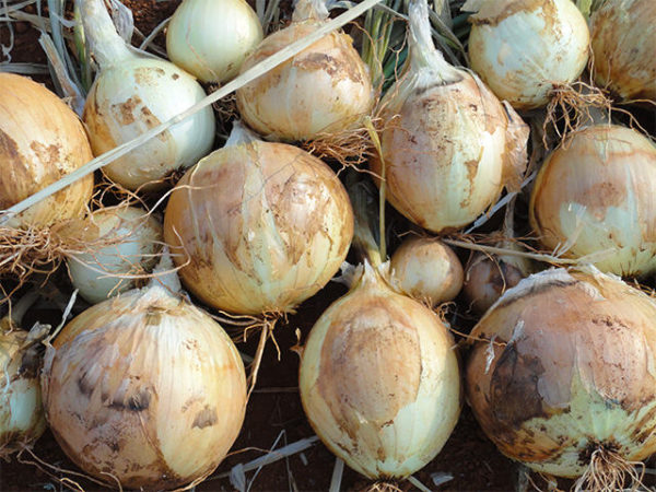 ONION REGENT – Agri-gro Namibia